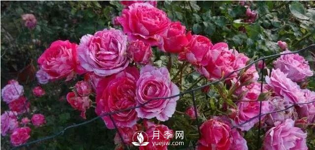 藤本月季如何選？這些經(jīng)典品種隨便一棵美爆你的花園(圖6)
