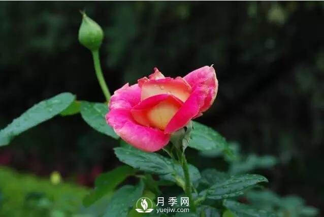 藤本月季如何選？這些經(jīng)典品種隨便一棵美爆你的花園(圖2)