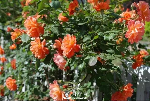 藤本月季如何選？這些經(jīng)典品種隨便一棵美爆你的花園(圖14)