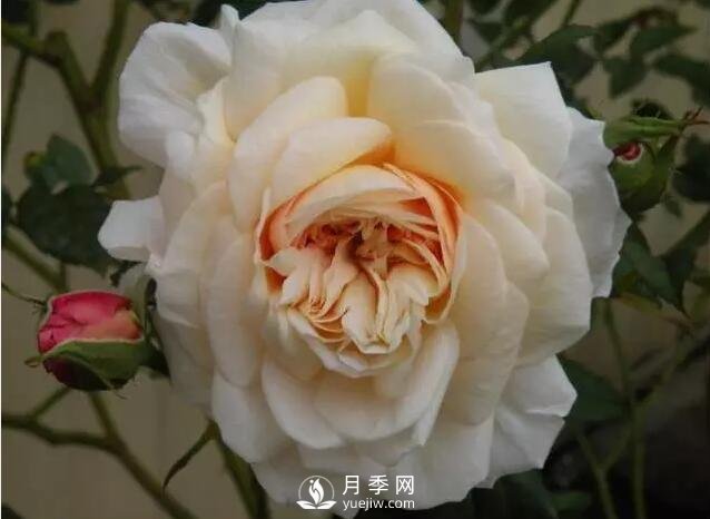 藤本月季如何選？這些經(jīng)典品種隨便一棵美爆你的花園(圖9)