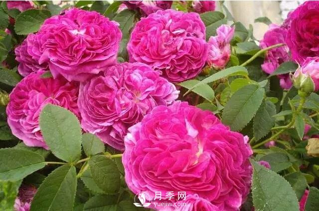 藤本月季如何選？這些經(jīng)典品種隨便一棵美爆你的花園(圖7)