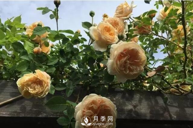 藤本月季如何選？這些經(jīng)典品種隨便一棵美爆你的花園(圖8)