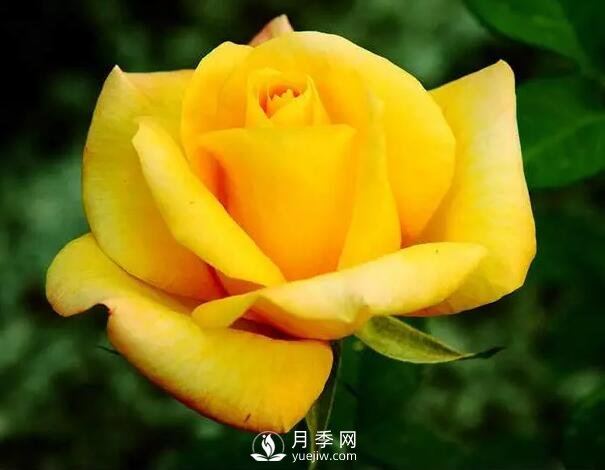 藤本月季如何選？這些經(jīng)典品種隨便一棵美爆你的花園(圖11)