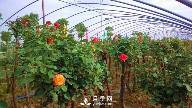 南陽(yáng)樹狀月季的培育方法，月季扦插方法介紹(圖2)