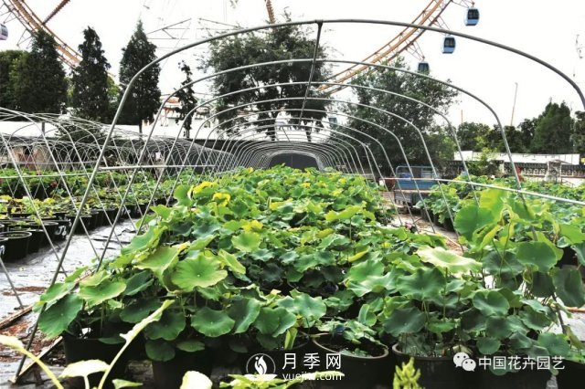 荷花種質(zhì)資源庫：關(guān)注熱帶型荷花 帶動云南荷花產(chǎn)業(yè)(圖3)