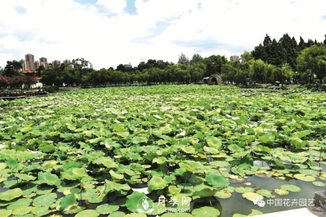 荷花種質(zhì)資源庫：關(guān)注熱帶型荷花 帶動云南荷花產(chǎn)業(yè)(圖1)