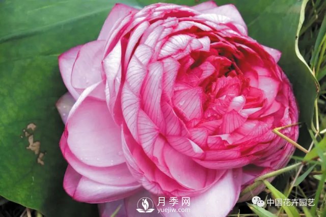 荷花種質(zhì)資源庫：關(guān)注熱帶型荷花 帶動云南荷花產(chǎn)業(yè)(圖2)