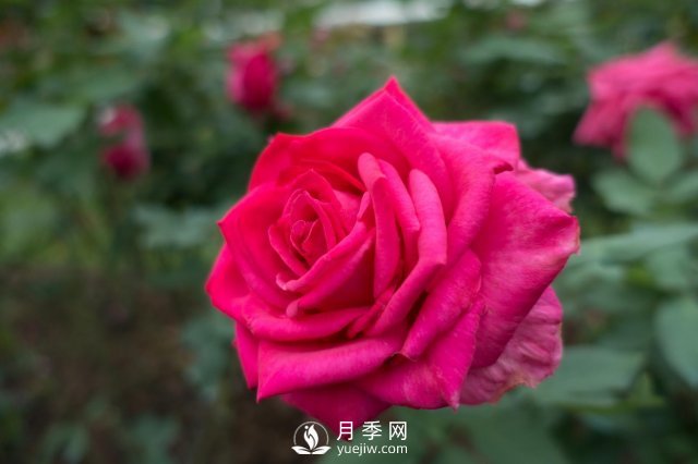 春天養(yǎng)月季，杜絕病蟲害！做好這幾點(diǎn)對(duì)后期生長(zhǎng)有利(圖1)