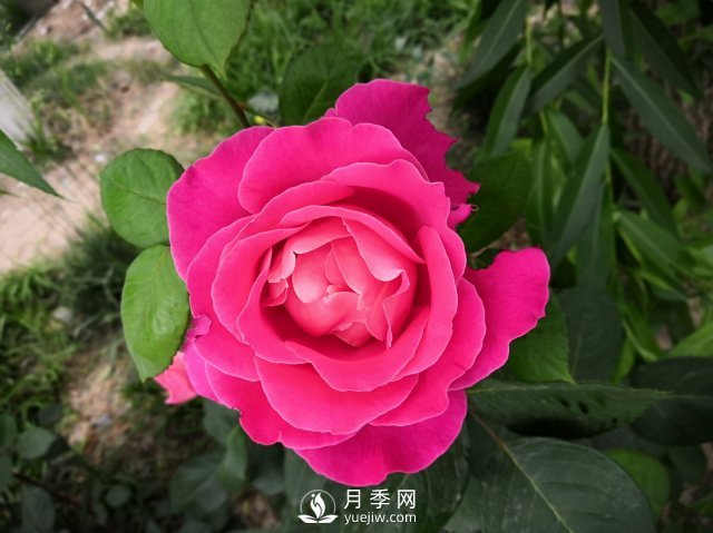 春天養(yǎng)月季，杜絕病蟲害！做好這幾點(diǎn)對(duì)后期生長(zhǎng)有利(圖2)