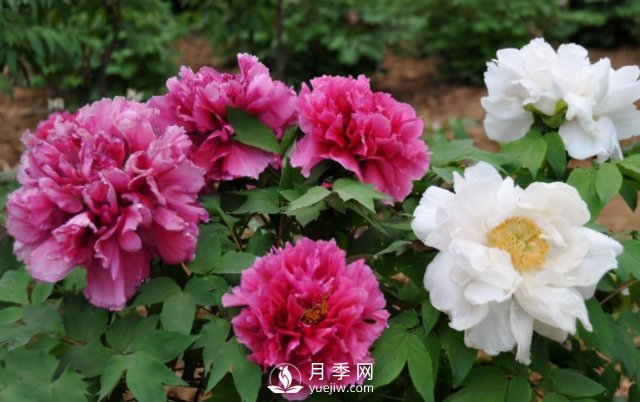 4種開花植物南方花友要慎重選擇，第二年開花就難了(圖1)