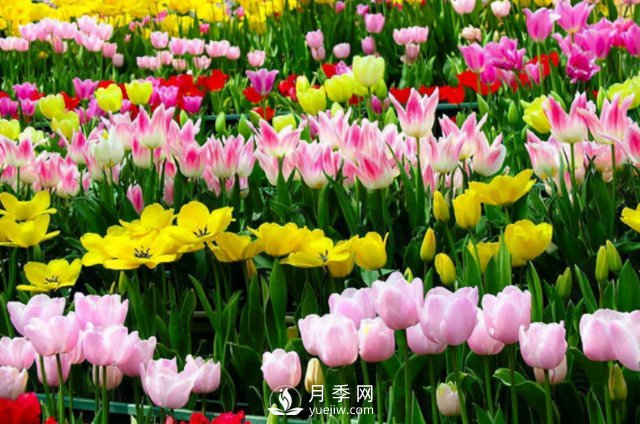 4種開花植物南方花友要慎重選擇，第二年開花就難了(圖4)