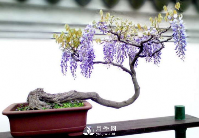 4種開花植物南方花友要慎重選擇，第二年開花就難了(圖2)