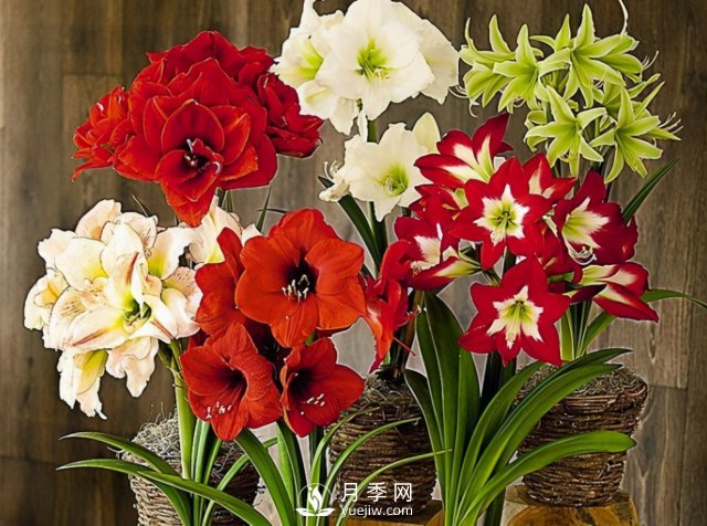4種開花植物南方花友要慎重選擇，第二年開花就難了(圖3)