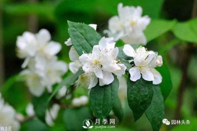 發(fā)展鄉(xiāng)土特色花灌木，這10種是潛力股(圖4)