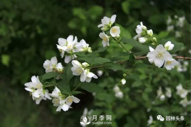 發(fā)展鄉(xiāng)土特色花灌木，這10種是潛力股(圖3)