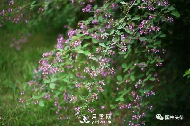 發(fā)展鄉(xiāng)土特色花灌木，這10種是潛力股(圖9)
