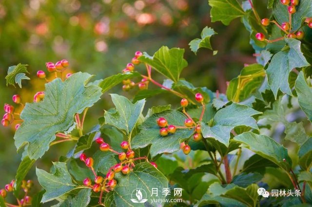 發(fā)展鄉(xiāng)土特色花灌木，這10種是潛力股(圖2)