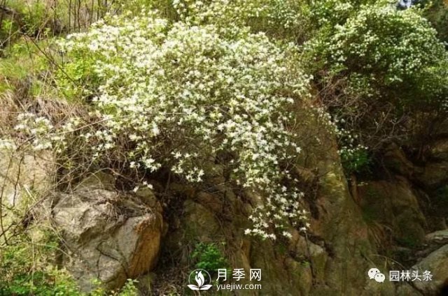 發(fā)展鄉(xiāng)土特色花灌木，這10種是潛力股(圖11)