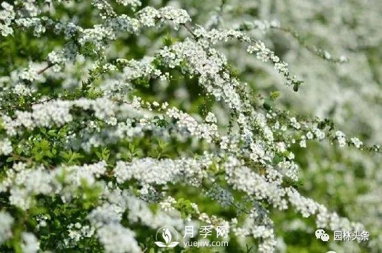 發(fā)展鄉(xiāng)土特色花灌木，這10種是潛力股(圖7)