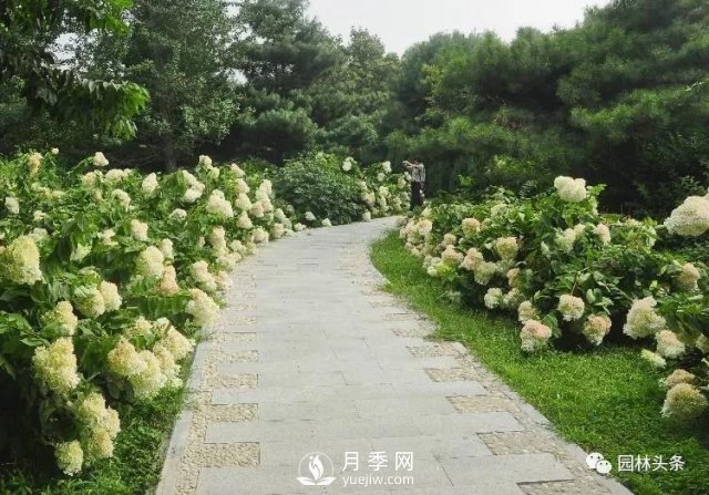 發(fā)展鄉(xiāng)土特色花灌木，這10種是潛力股(圖5)
