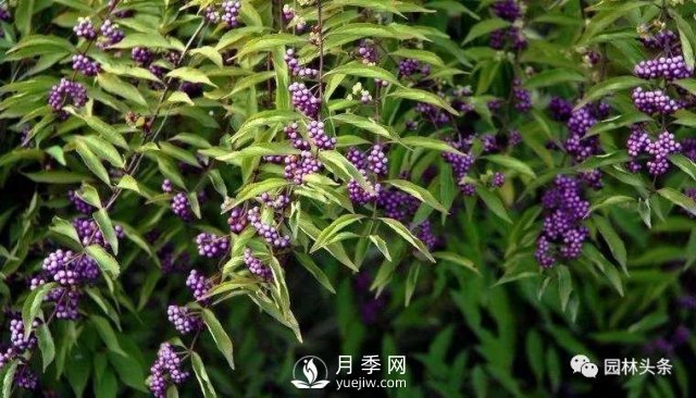 發(fā)展鄉(xiāng)土特色花灌木，這10種是潛力股(圖8)
