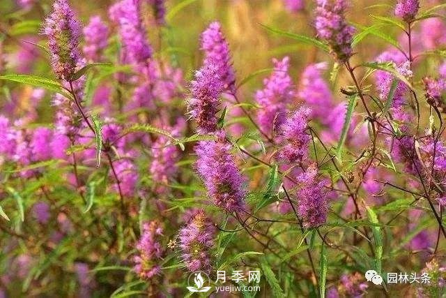 發(fā)展鄉(xiāng)土特色花灌木，這10種是潛力股(圖6)