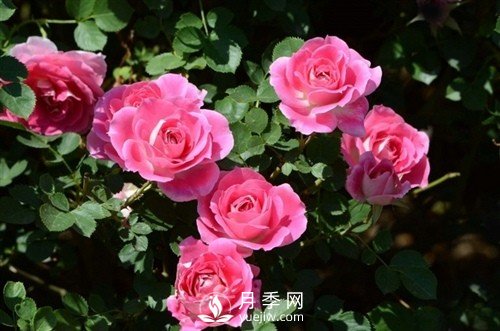 月季唯美語錄 關(guān)于月季的15個(gè)唯美句子(圖1)