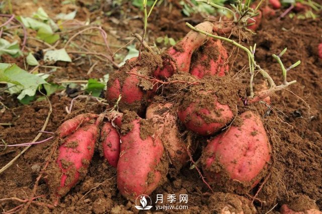 紅薯在我國(guó)種了幾百年，但紅薯原產(chǎn)地并不在中國(guó)(圖1)