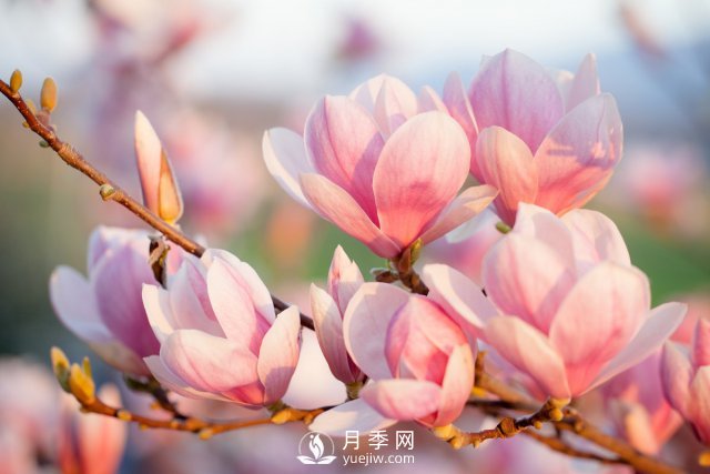 庭院種植玉蘭，解決4個(gè)問(wèn)題香滿庭院(圖1)
