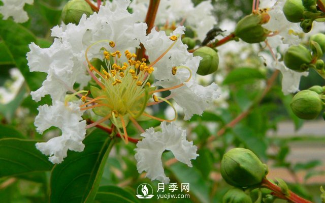 適合養(yǎng)殖在南陽臺(tái)上的花卉植物(圖3)