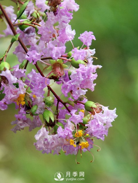 適合養(yǎng)殖在南陽臺(tái)上的花卉植物(圖2)