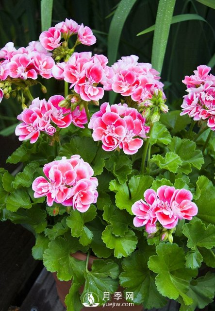 適合養(yǎng)殖在南陽臺(tái)上的花卉植物(圖1)