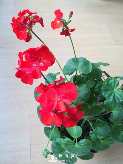 適合養(yǎng)殖在南陽臺(tái)上的花卉植物(圖7)