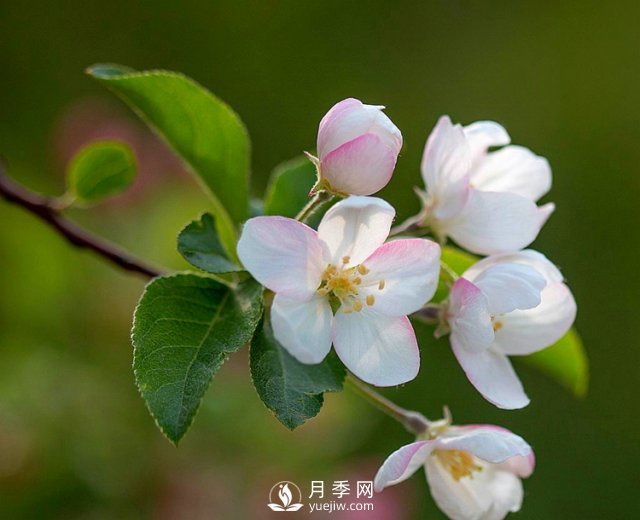 適合養(yǎng)殖在南陽臺(tái)上的花卉植物(圖4)