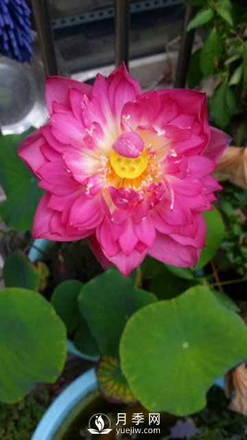 適合養(yǎng)殖在南陽臺(tái)上的花卉植物(圖6)