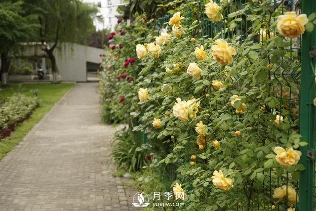 真的！懶人也能種好月季花(圖2)
