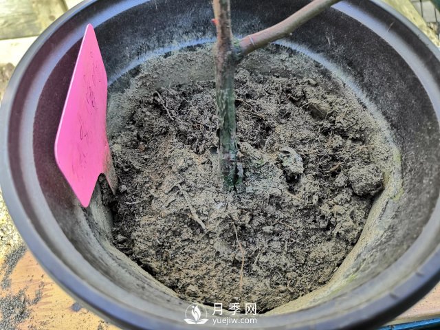 真的！懶人也能種好月季花(圖5)