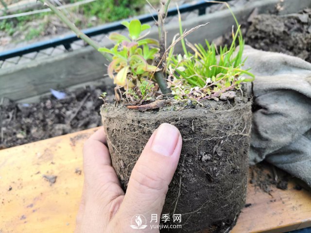 真的！懶人也能種好月季花(圖3)