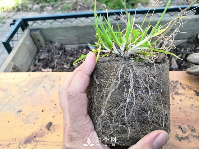 真的！懶人也能種好月季花(圖4)