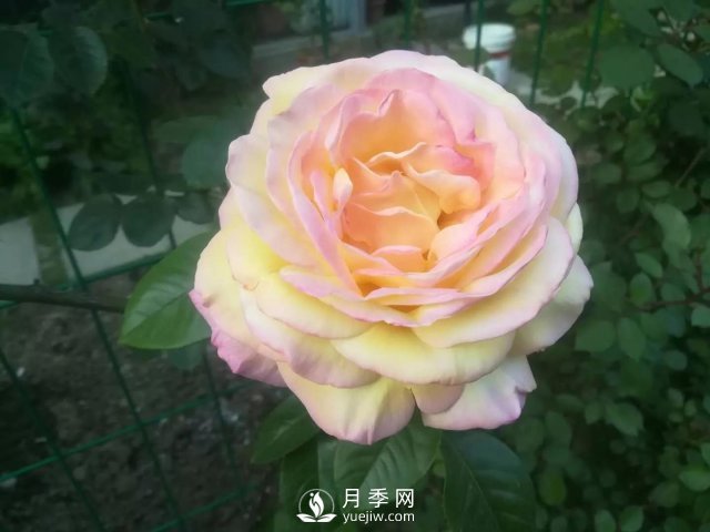 真的！懶人也能種好月季花(圖1)
