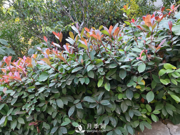 紅葉石楠養(yǎng)護(hù)，防治病蟲害是關(guān)鍵(圖1)