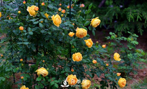 想要盆栽月季開花，這四個(gè)條件一定要滿足(圖1)