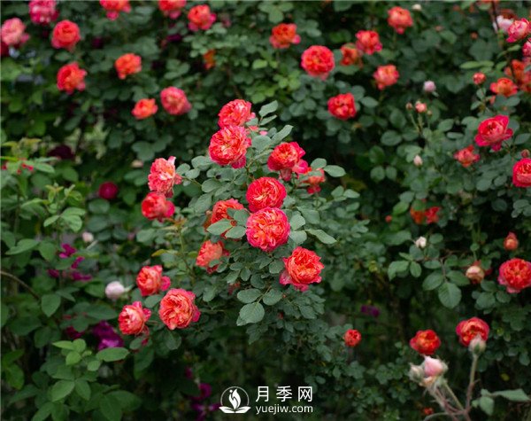 月季網(wǎng)推薦9個(gè)花園藤本月季品種！(圖4)
