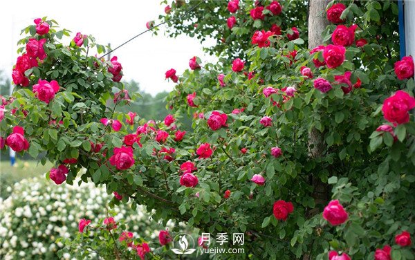月季網(wǎng)推薦9個(gè)花園藤本月季品種！(圖6)