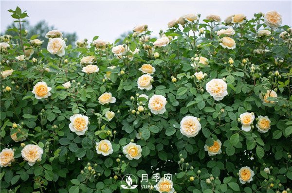 月季網(wǎng)推薦9個(gè)花園藤本月季品種！(圖8)