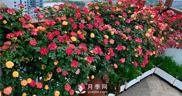 月季網(wǎng)推薦9個(gè)花園藤本月季品種！(圖5)