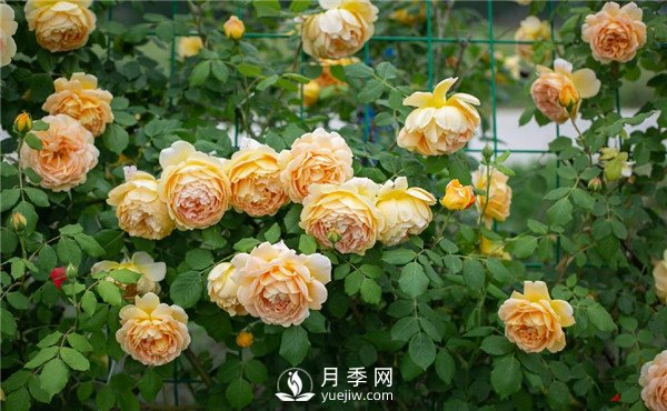 月季網(wǎng)推薦9個(gè)花園藤本月季品種！(圖3)