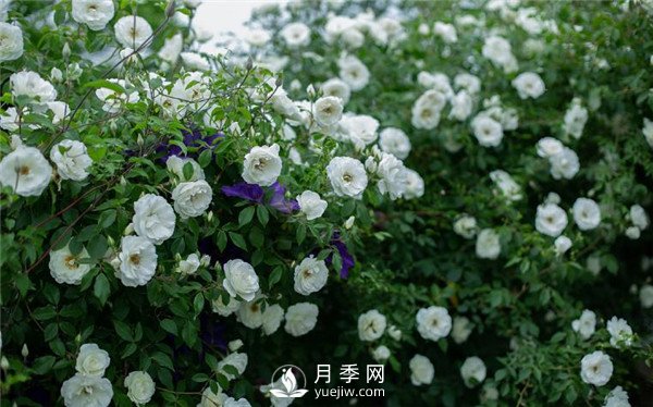 月季網(wǎng)推薦9個(gè)花園藤本月季品種！(圖1)