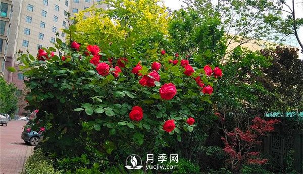 月季在小區(qū)內(nèi)打造景觀，真的太美了太高檔了！(圖5)