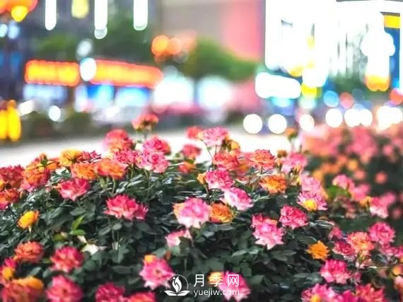 月季在小區(qū)內(nèi)打造景觀，真的太美了太高檔了！(圖1)